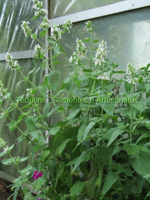 CAT NIP - NEPETA CATARIA