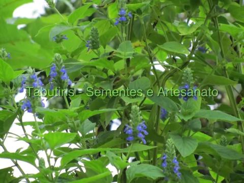 CHIA - SALVIA HISPANICA