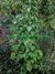 CORDÃO DE FRADE - LEONOTIS NEPETIFOLIA na internet