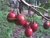 TAMARILLO
