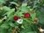 FRAMBOESA - RUBUS ROSIFOLIUS - comprar online