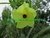 AIBIKA - ABELMOSCHUS MANIHOT - comprar online