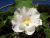 HIBISCUS MUTABILIS - comprar online