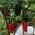 PIMENTA JALAPENO CONCHOS