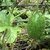 MAXIXE LISO - CUCUMIS ANGURIA