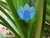 FLOR AZUL ENFEITE SEU JARDIM