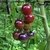 TOMATE BLUE CHERRY - comprar online