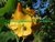 ABUTILON GRANDIFOLIUM DUPLO - comprar online