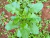 SERRALHA BRAVA - SONCHUS ASPER - comprar online