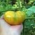 TOMATE COPIA