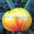 TOMATE COPIA - comprar online