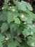 ABUTILON GRANDIFOLIUM DUPLO na internet