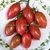 TOMATE PINK TIGER - comprar online