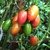 TOMATE PINK TIGER