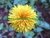 DENTE DE LEÃO - TARAXACUM OFFICINALE
