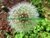 DENTE DE LEÃO - TARAXACUM OFFICINALE - comprar online