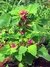 ESPINAFRE DE ÁRVORE - CHENOPODIUM GIGANTEUM