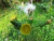 SERRALHA BRAVA - SONCHUS ASPER