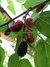 AMOREIRA PRETA - MORUS NIGRA
