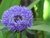FLOR BOTÃO DE BACHELOR - CENTRATHERUM PUNCTATUM