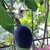 MARACUJÁ AZUL - PASSIFLORA MORIFOLIA