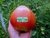 TOMATE ORANGE RUSSIAN na internet