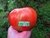 TOMATE GIGANTE GREGO - comprar online