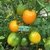 TOMATE EARLINA - comprar online