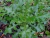 SERRALHA BRAVA - SONCHUS ASPER na internet