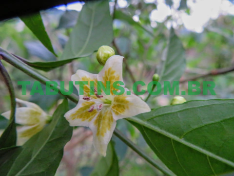 PIMENTA SILVESTRE - CAPSICUM FLEXUOSUM