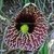 ARISTOLOCHIA ELEGANS