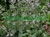 RABANETE RABINHO ROXO - RAPHANUS CAUDATUS na internet