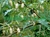 JILÓ BRANCO - SOLANUM AETHIOPICUM