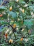 JILÓ BRANCO - SOLANUM AETHIOPICUM na internet