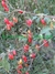 JILÓ BRANCO - SOLANUM AETHIOPICUM - comprar online