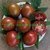 TOMATE LILAC