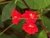IPOMEA MINI VERMELHA - IPOMOEA - comprar online