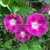 IPOMEA ROSA - IPOMOEA