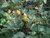 JAMBU-AÇU - SPILANTHES ACMELLA na internet