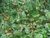 JAMBU-AÇU - SPILANTHES ACMELLA - comprar online