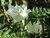 LITSCHI - SOLANUM SISYMBRIIFOLIUM na internet