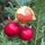 LITSCHI - SOLANUM SISYMBRIIFOLIUM - comprar online