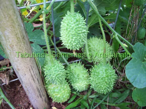 MAXIXE - CUCUMIS ANGURIA - comprar online