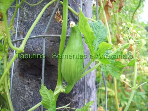 MAXIXE DO REINO, MAXIXE PERUANO - CYCLANTHERA PEDATA
