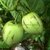 SOLANUM MURICATUM - MELÃO CHILENO - comprar online