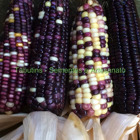 MILHO PURPLE RAINBOW