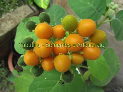 MINI TAMARILLO AMARELO - CYPHOMANDRA ABUTILOIDES