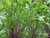 MIZUNA ROXA - BRASSICA RAPA NIPPOSINICA