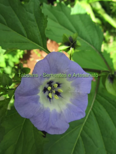 NICANDRA - NICANDRA PHYSALODES - comprar online