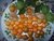 PHYSALIS PERUVIANA - comprar online